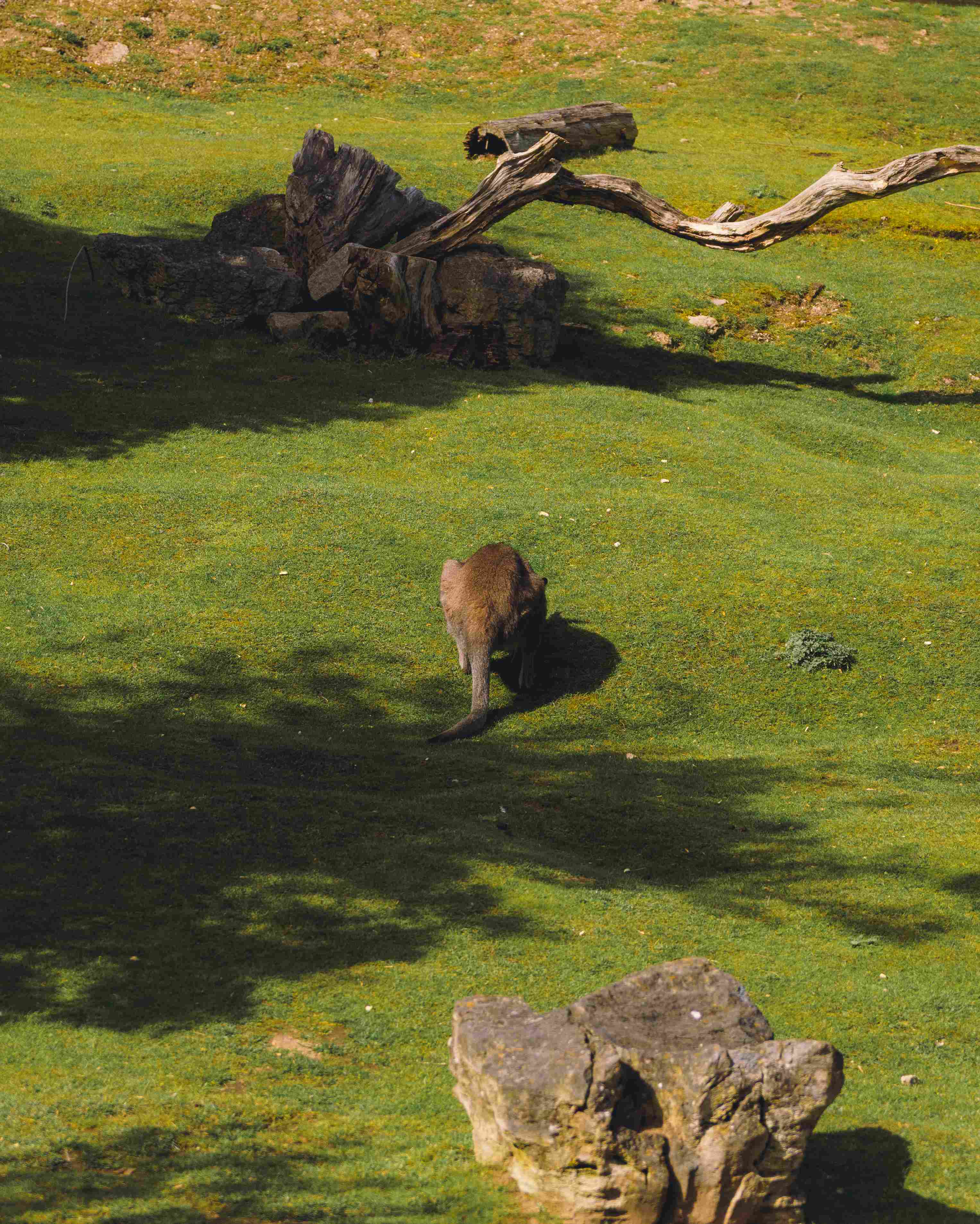 Kangaroo Grazing